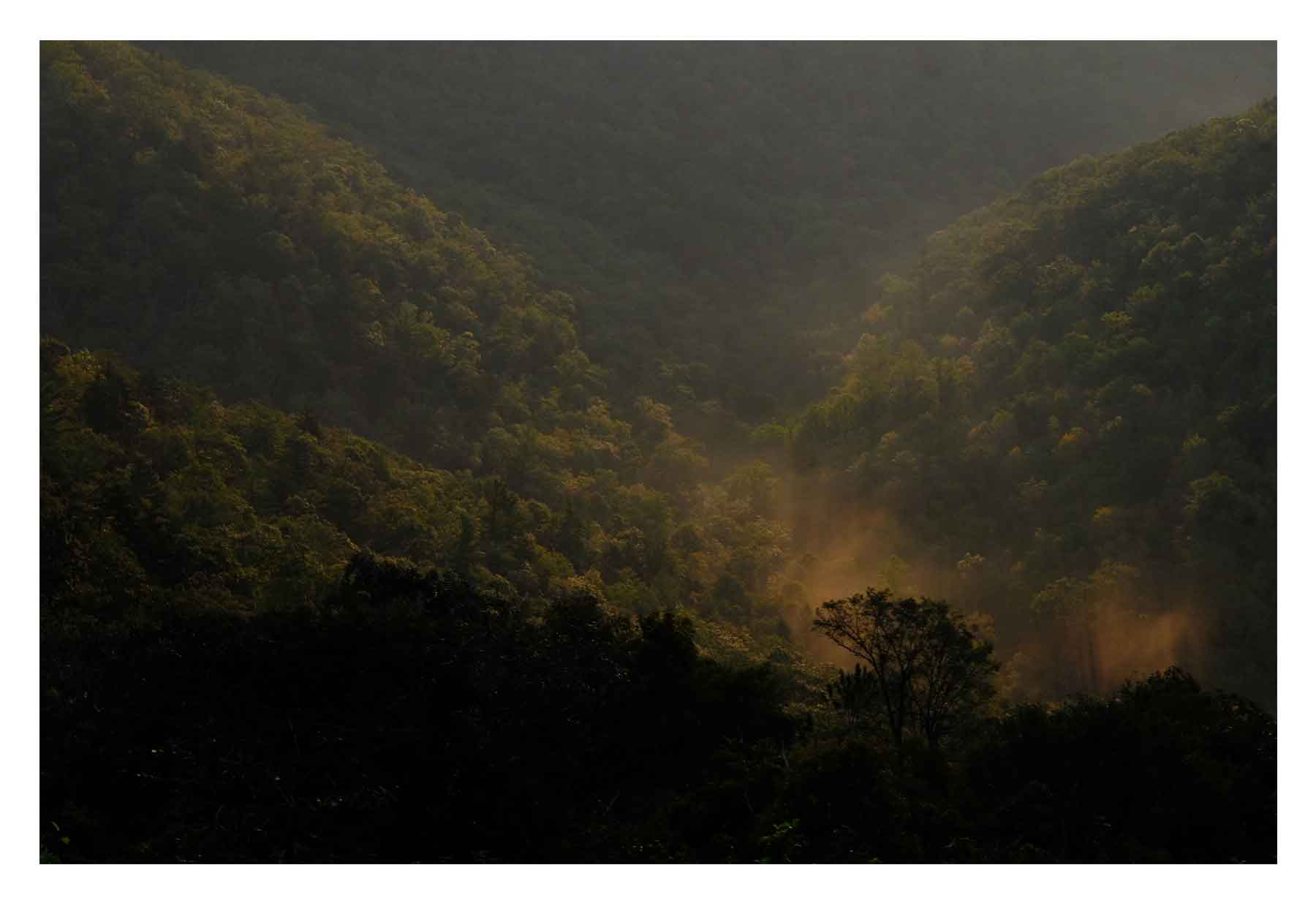 Illuminated patch of forest