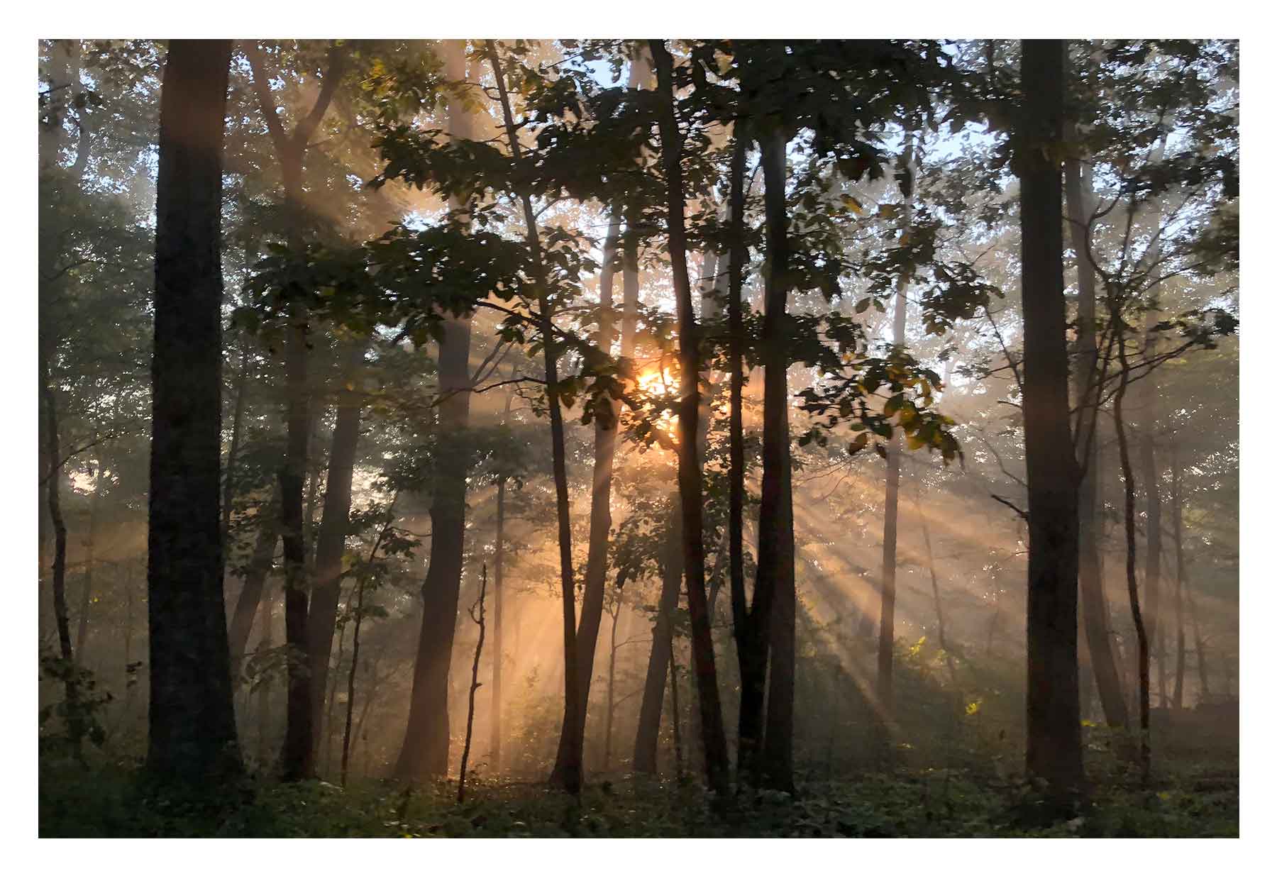 Diffuse - golden light shining through trees