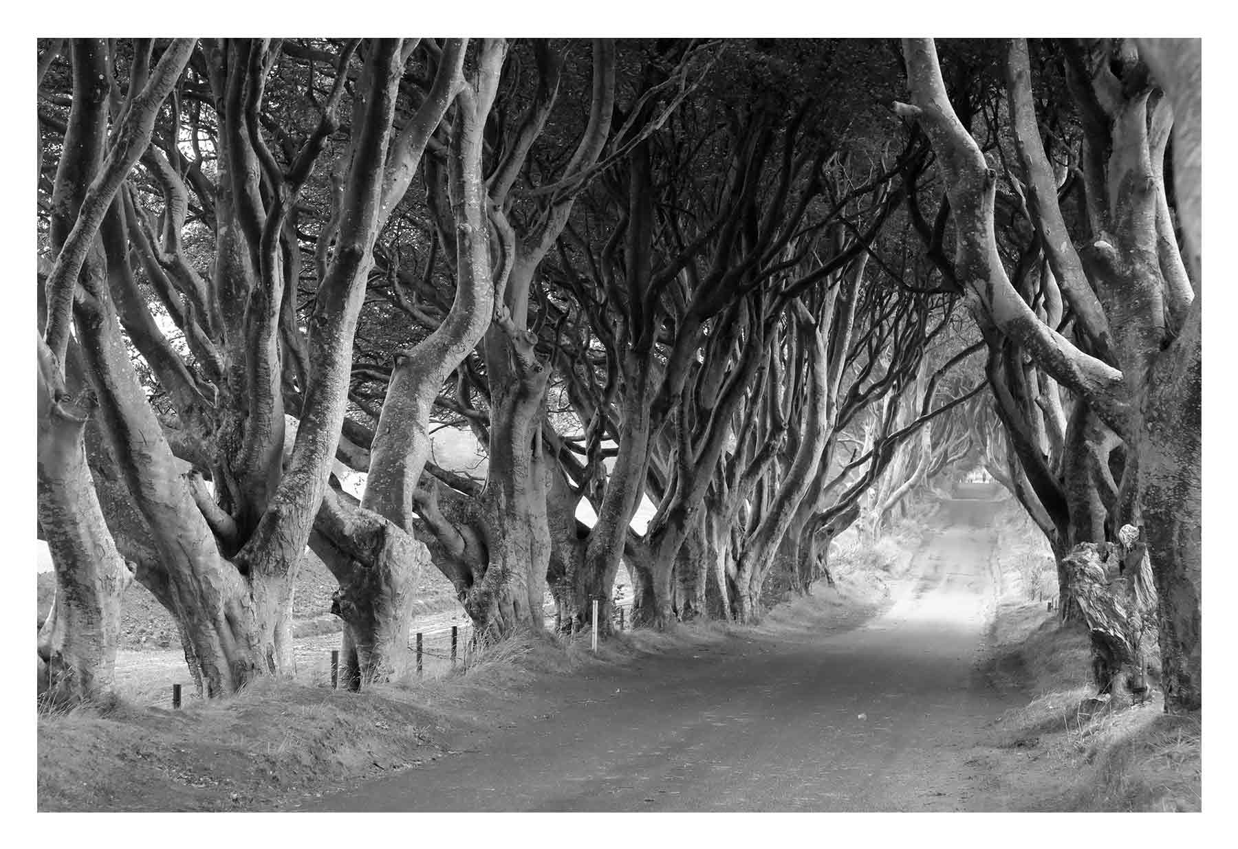 A road of twisty trees