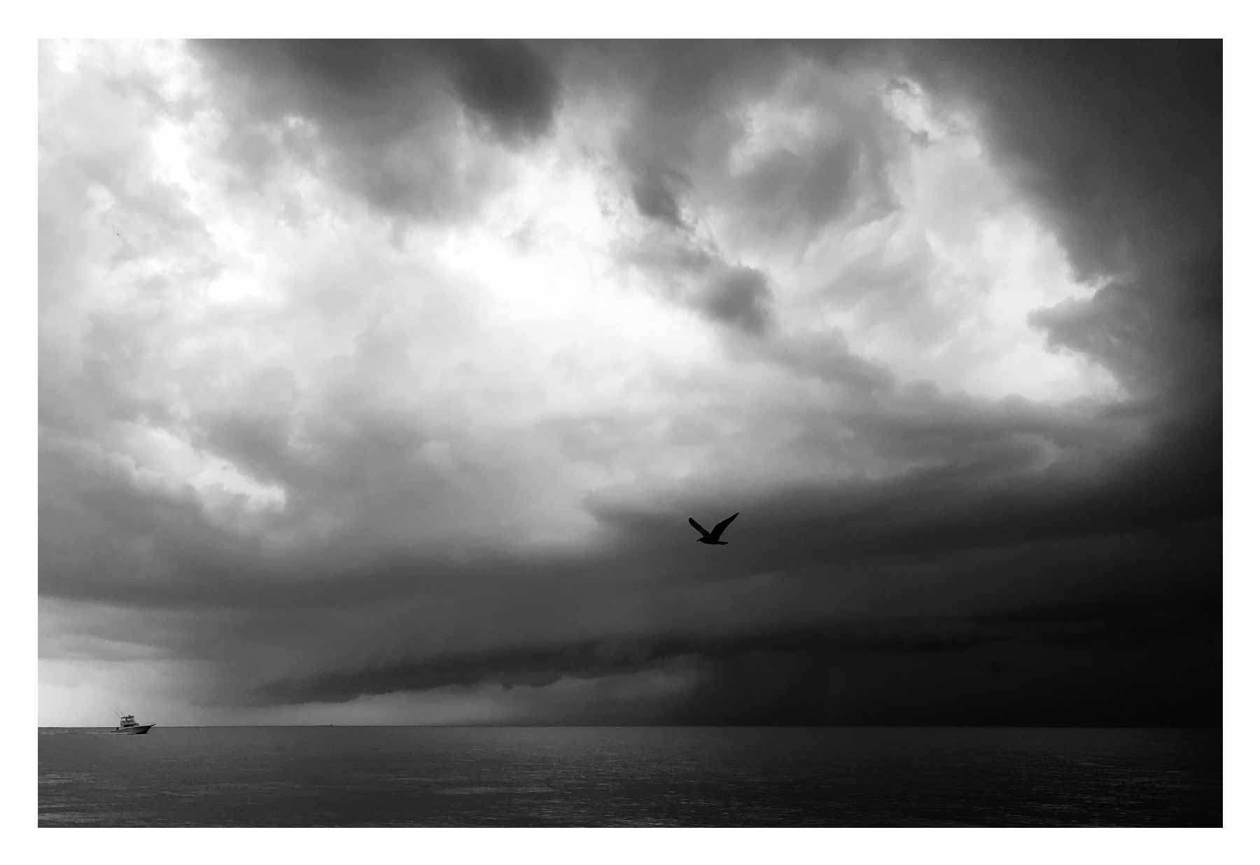 A boat and a bird head in opposite directions in a storm